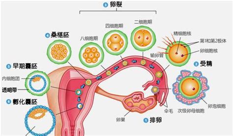 泰国试管婴儿
