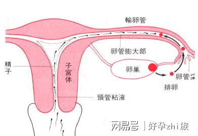 河北不孕不育