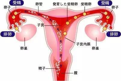 河南不孕不育医院