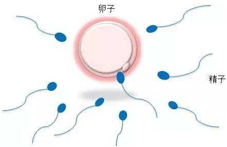 借卵试管