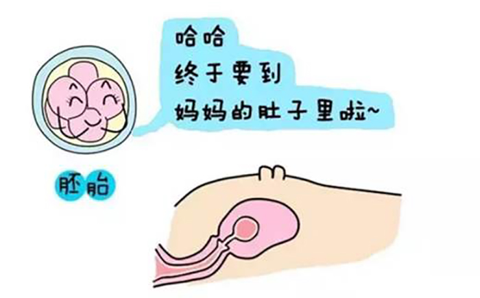 借卵试管孩子