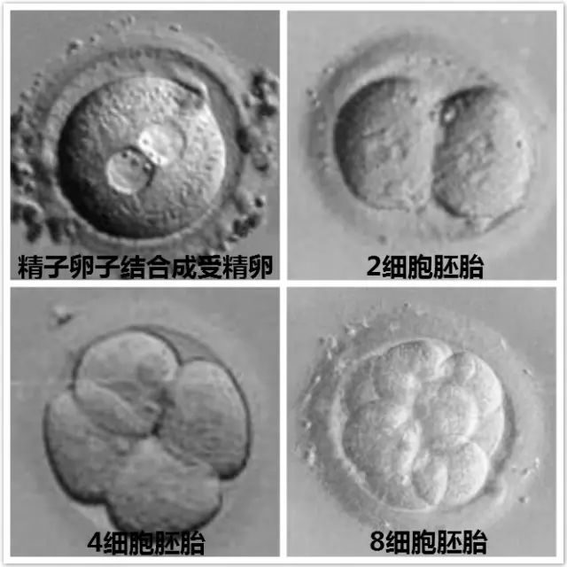 借卵做试管
