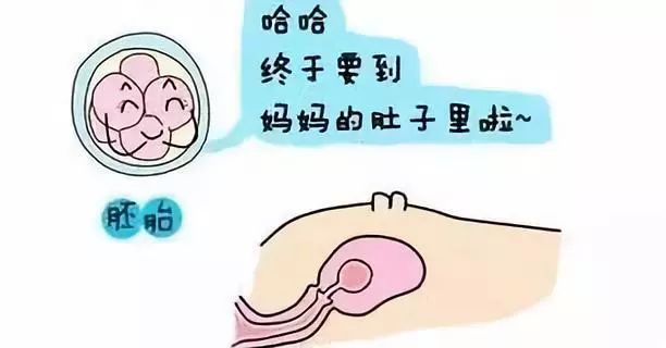 捐卵
