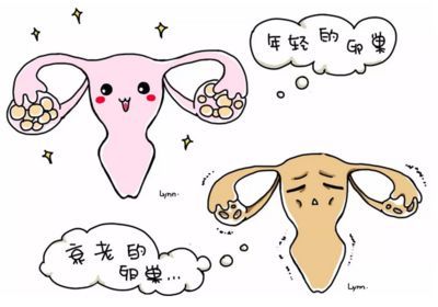 借卵试管婴儿