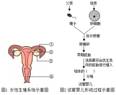 借卵试管婴儿