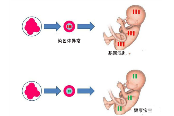 借卵试管成功率