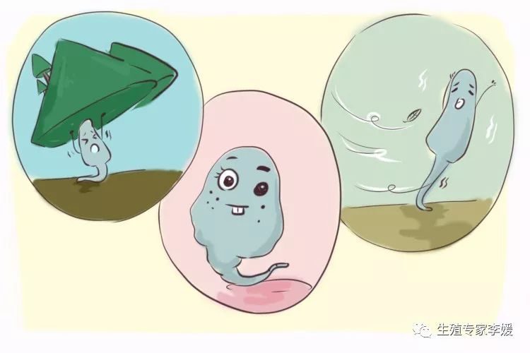 借卵做试管